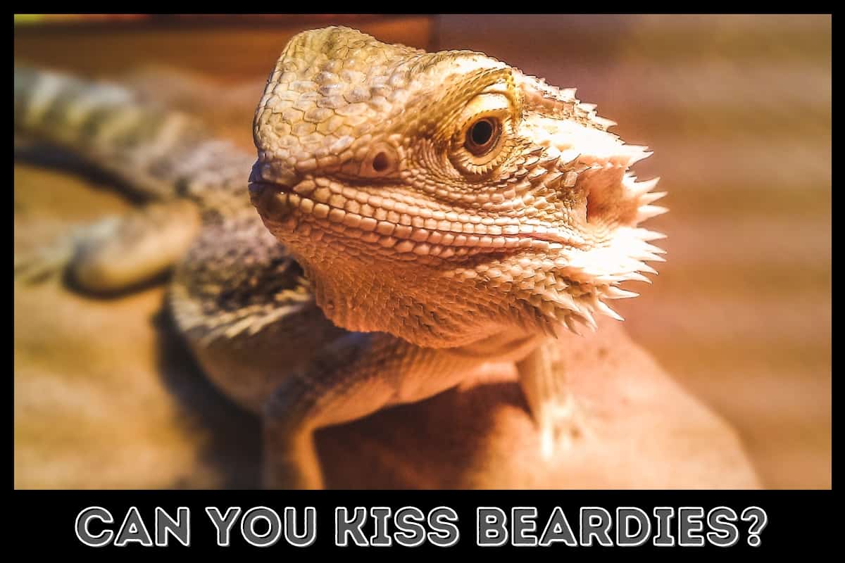 bearded dragon looking up at owner