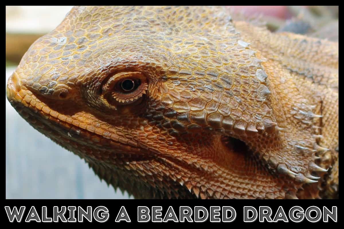 Can You Walk a Bearded Dragon on A Leash? [5 Training Steps]