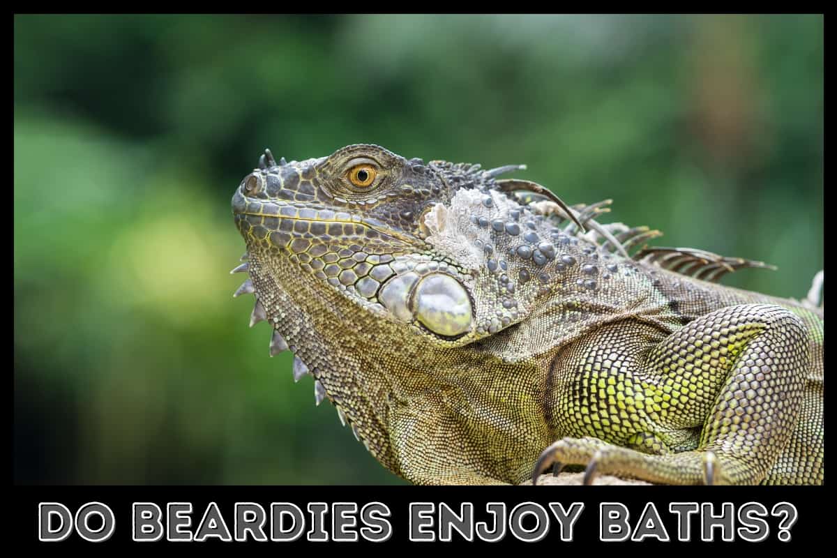 bearded dragon out in nature