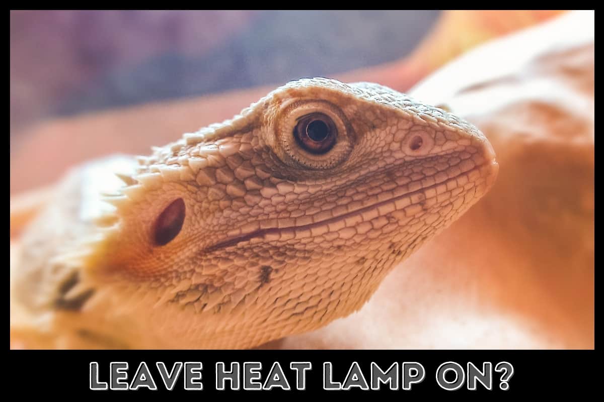 bearded dragon under a heat lamp