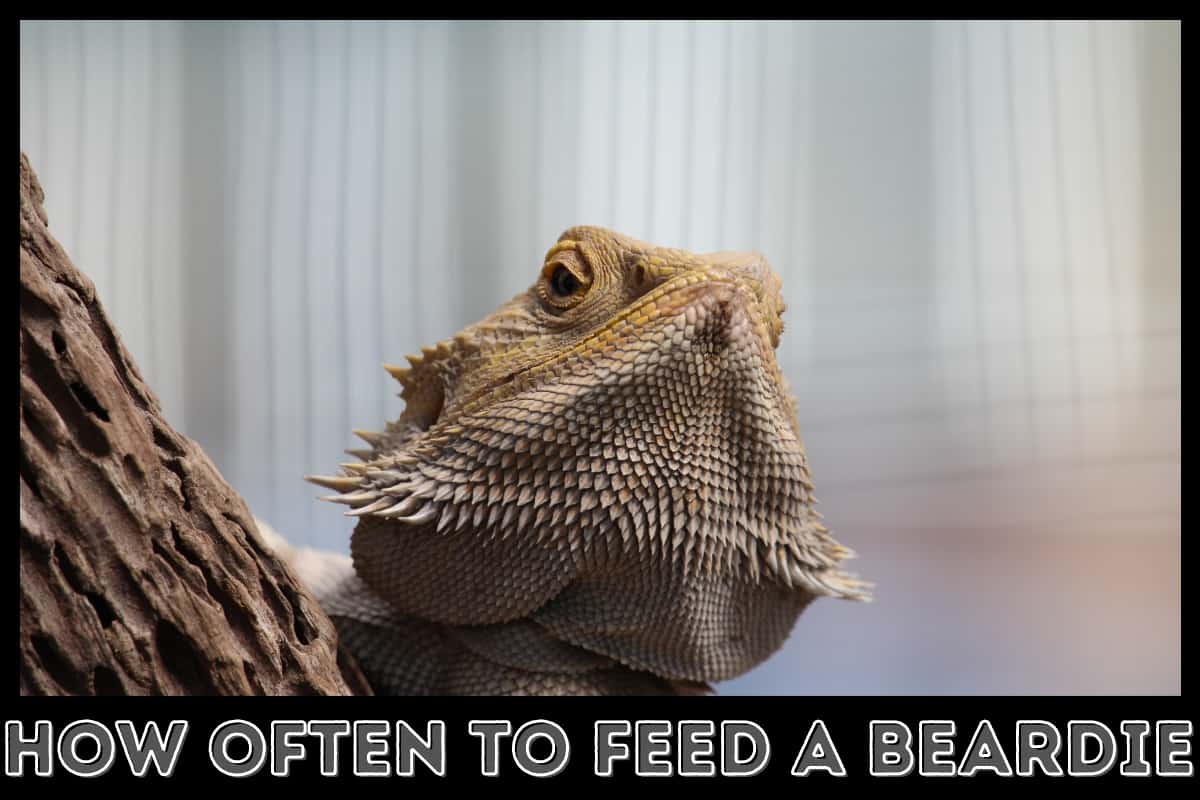 bearded dragon waiting to be fed