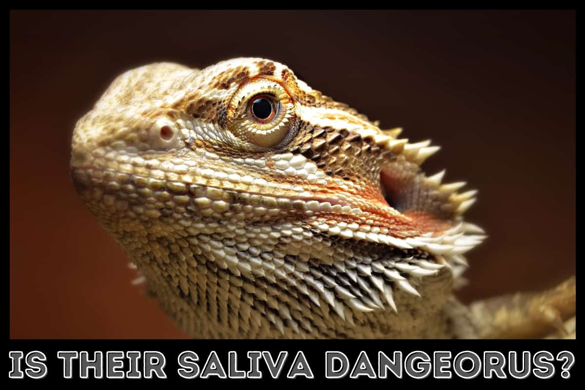 close up of bearded dragon face