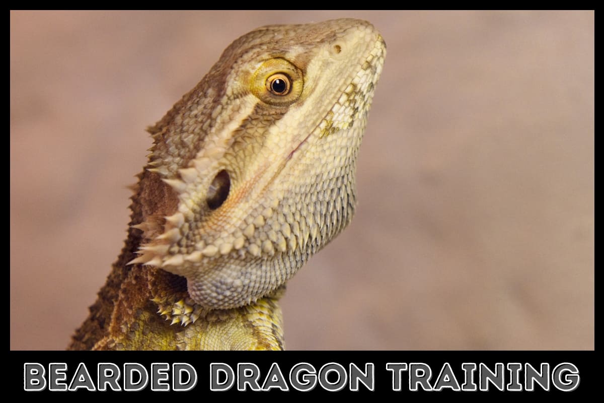 What Can Bearded Dragons Be Trained to Do? [3 Fun Tricks]