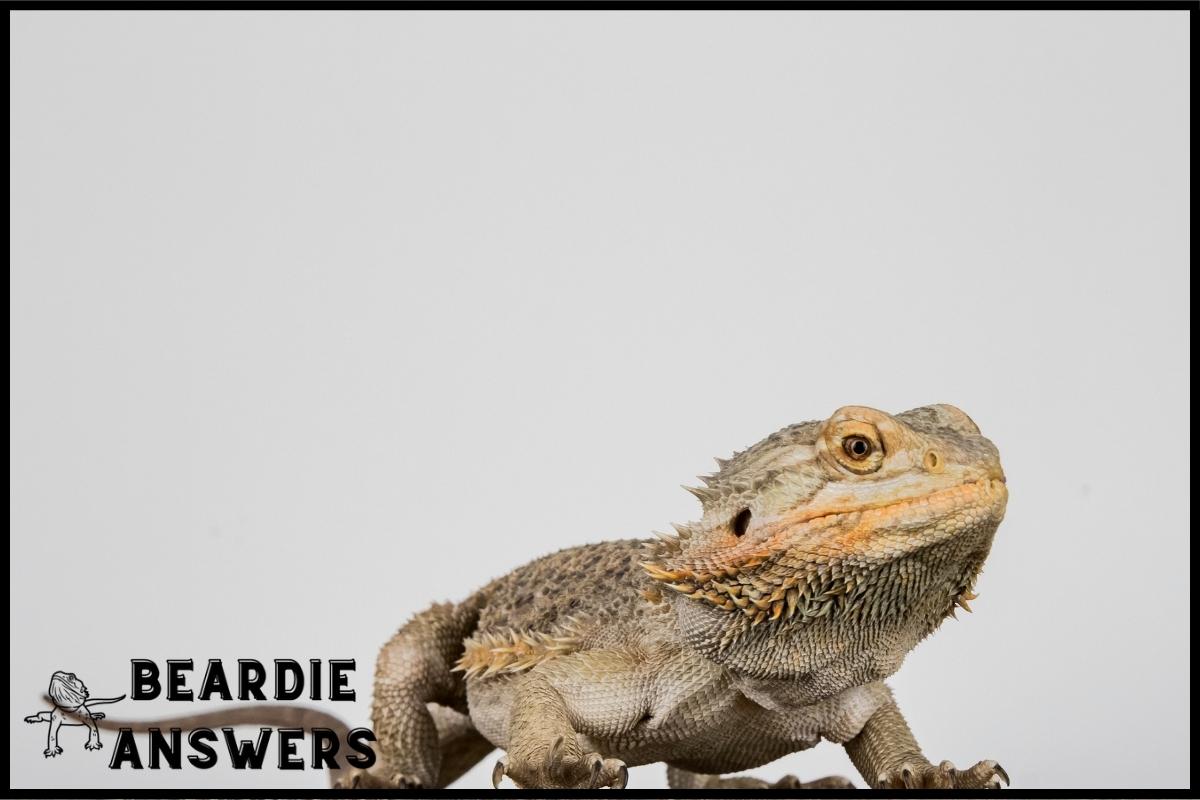 Are Bearded Dragons Lizards? What Makes Them Unique