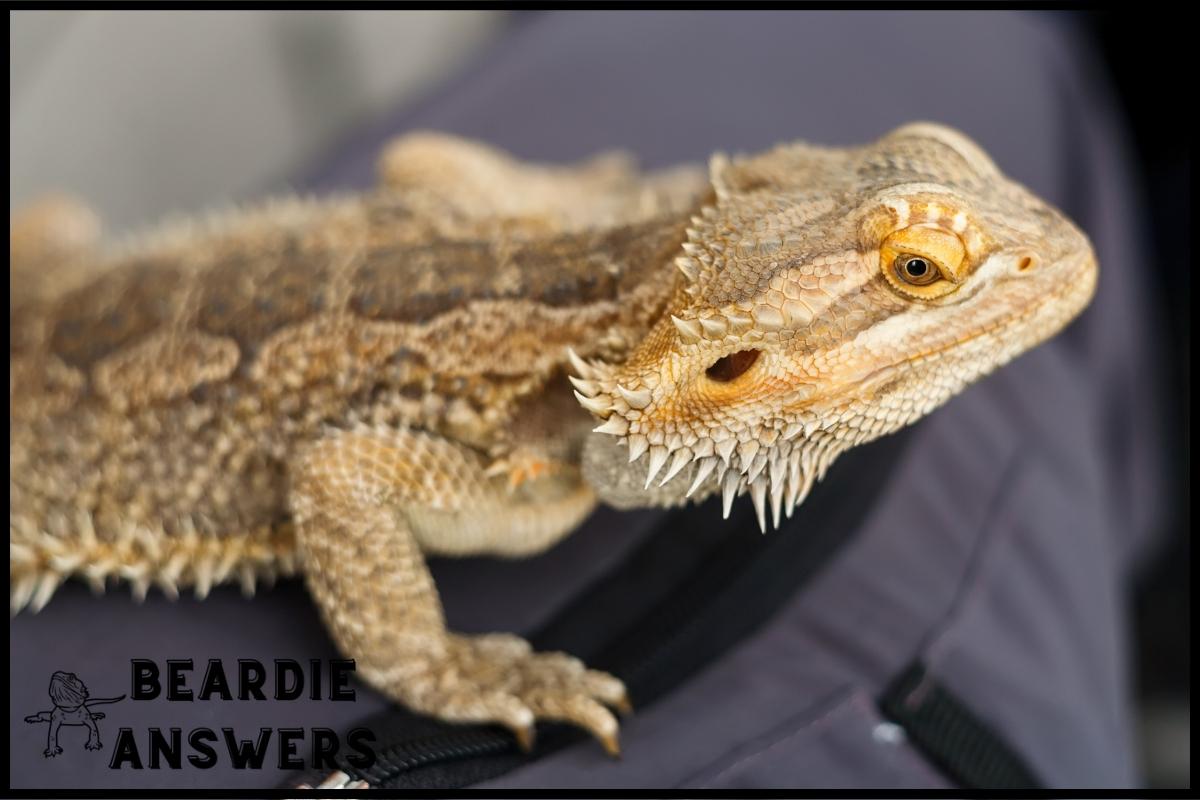Black Bearded Dragon Cost: Pricing Factors & Breeder Tips