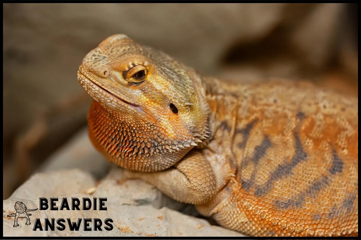 Can a Male & Female Bearded Dragon Live Together? Pros & Cons