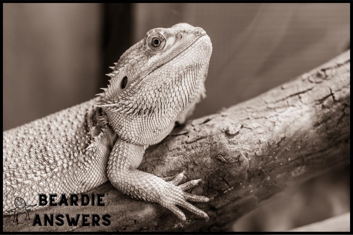 Can Bearded Dragons Have Brussel Sprouts? Nutritional Value & Risks
