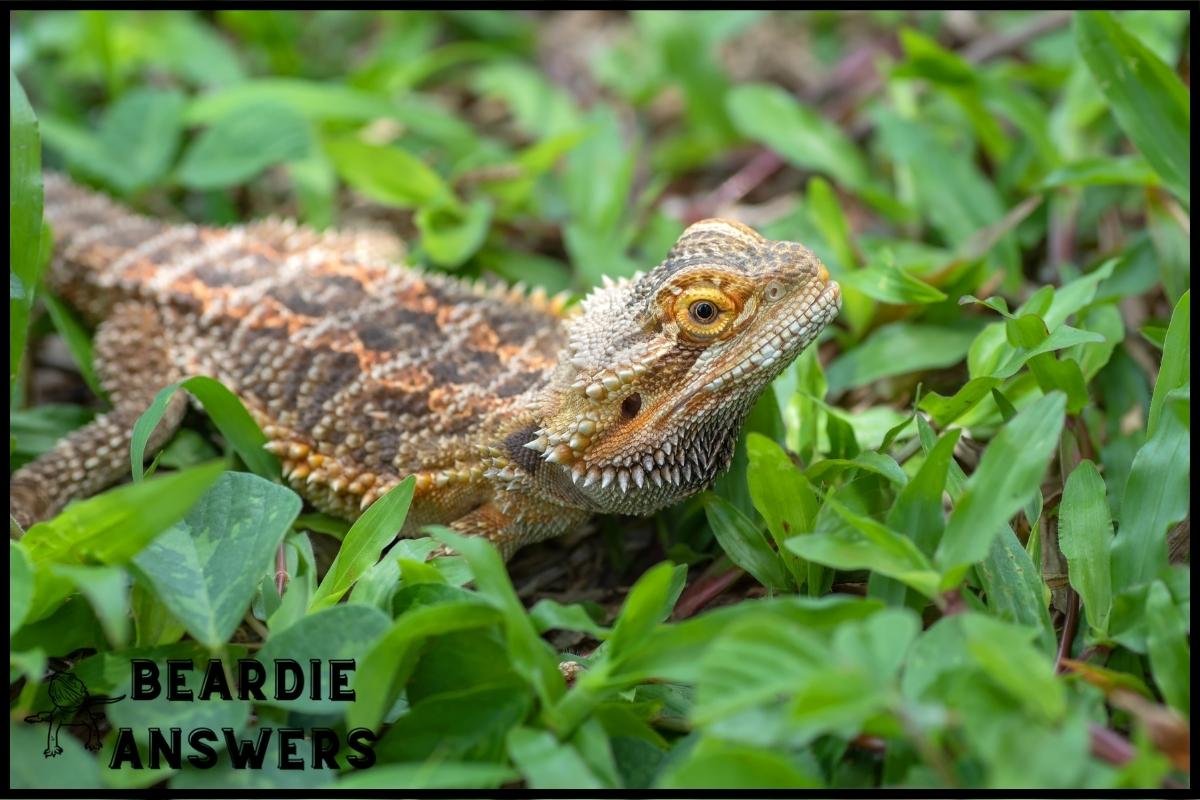 Can Bearded Dragons Lose Their Tail? Regeneration Process