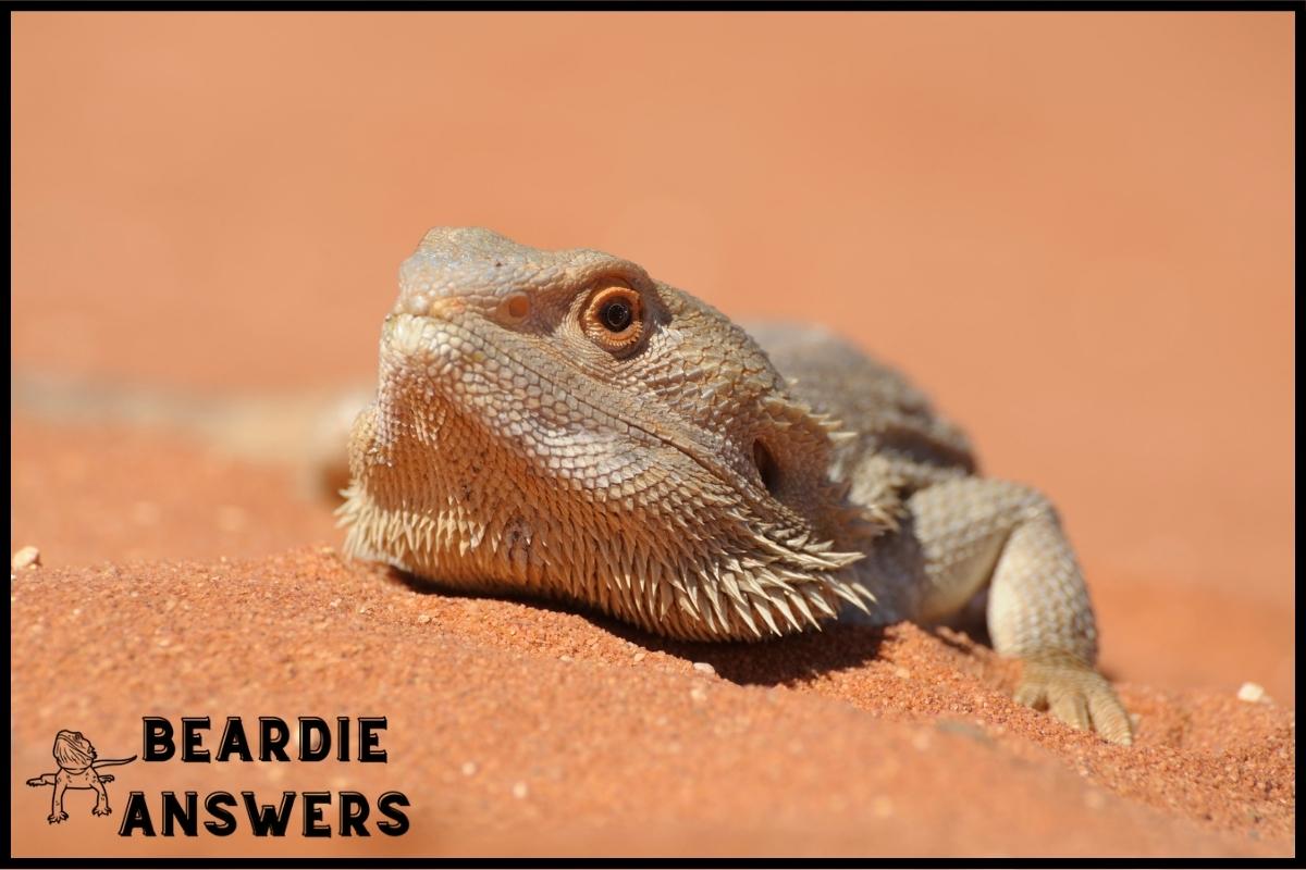 Do Bearded Dragons See Color? Vision and Perception Explained