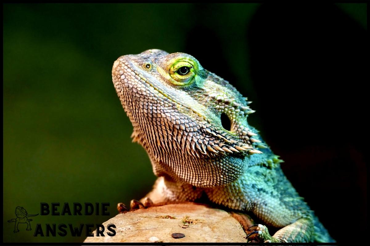 How Bearded Dragons Mate: Understanding Their Reproduction Process