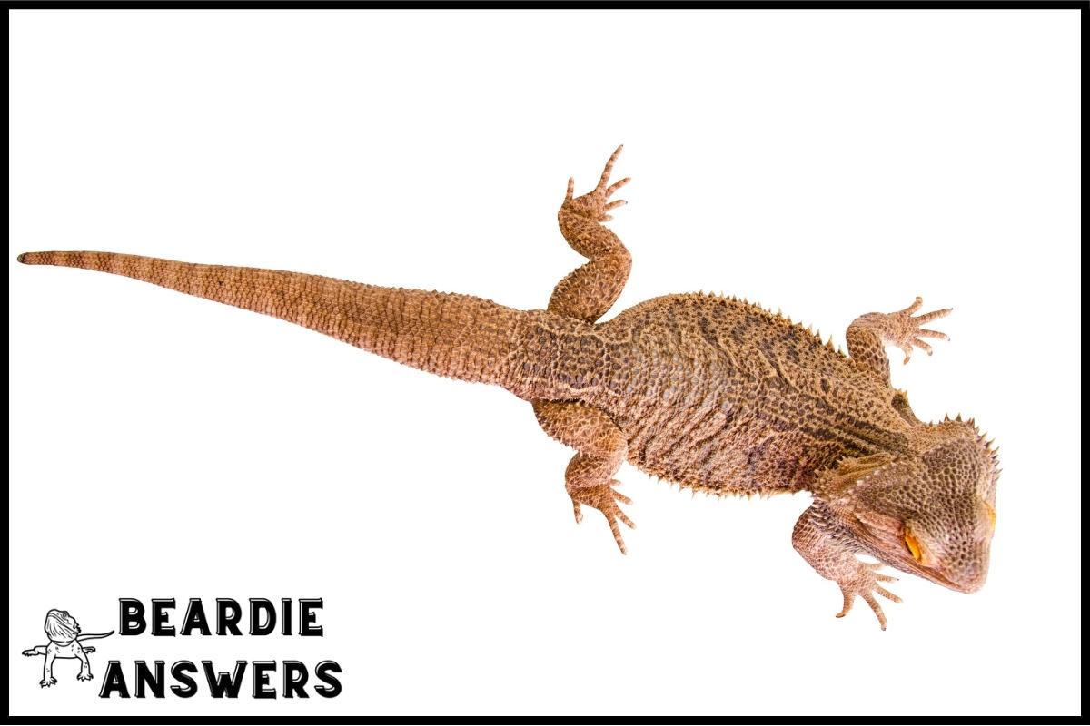 How Big Do Fancy Bearded Dragons Get? Size Guide & Comparison
