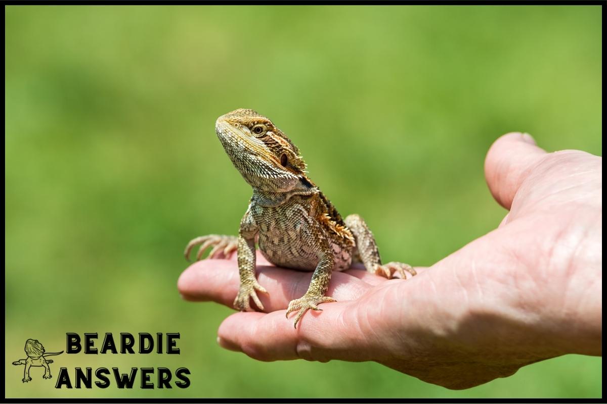 How Big Does a Fancy Bearded Dragon Get? Size Guide