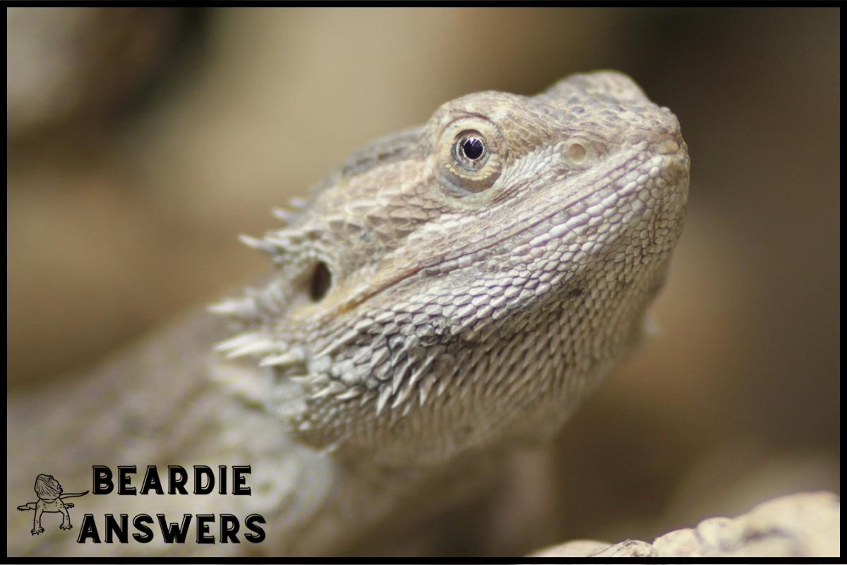 How Does a Bearded Dragon Sleep? Patterns & Behavior Explained