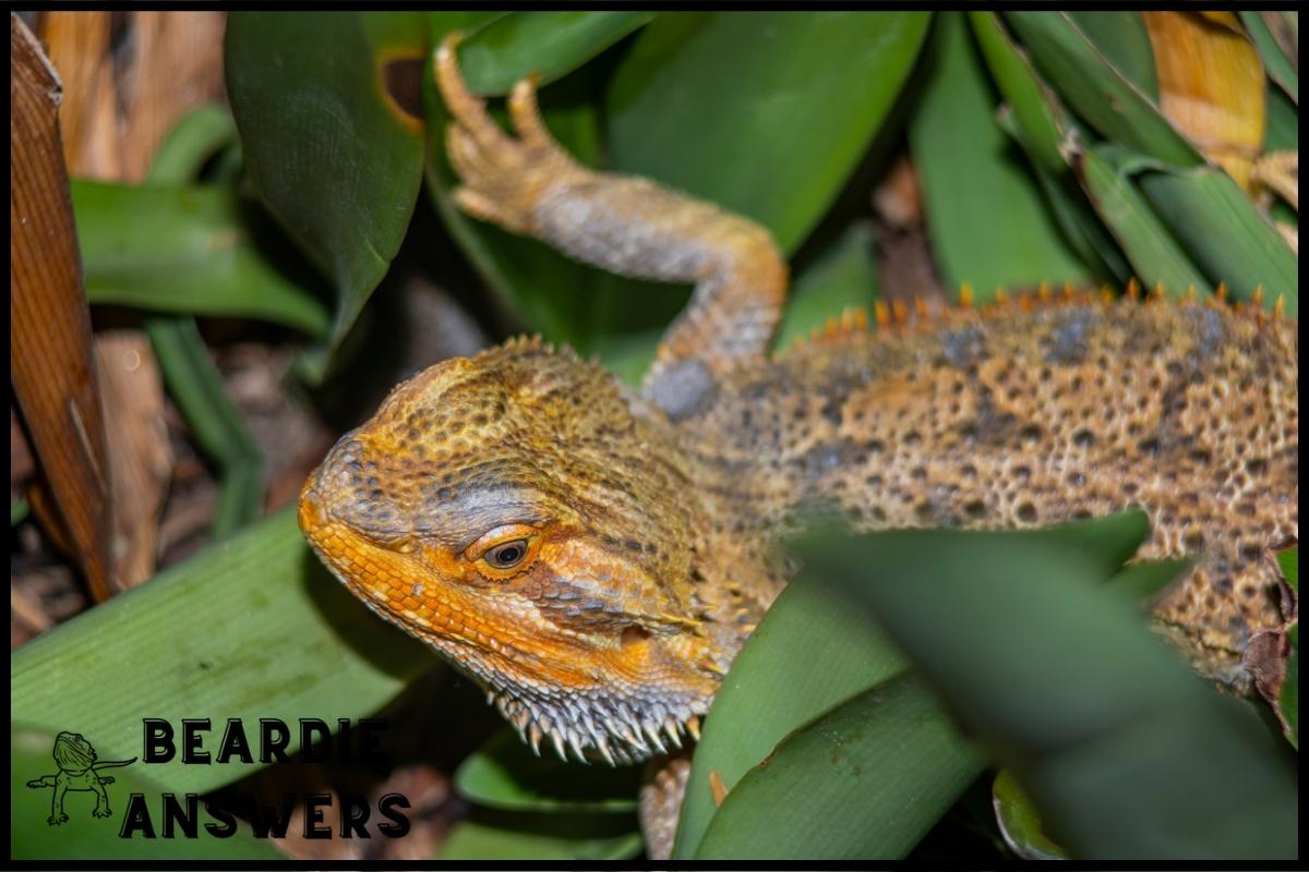 How Long Do Bearded Dragons Grow? Growth Rates and Maturity