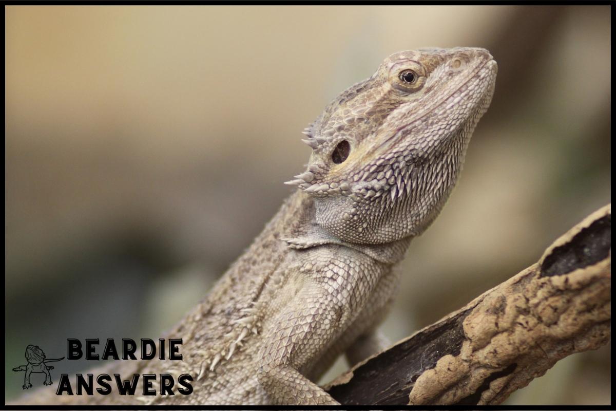 How Long Do Bearded Dragons Live in Captivity? Lifespan Factors