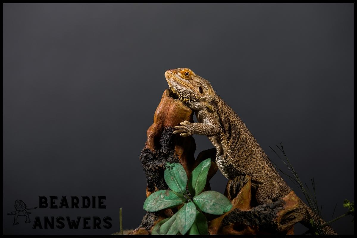 How Long Do Bearded Dragons Live Without Food? Survival Guide