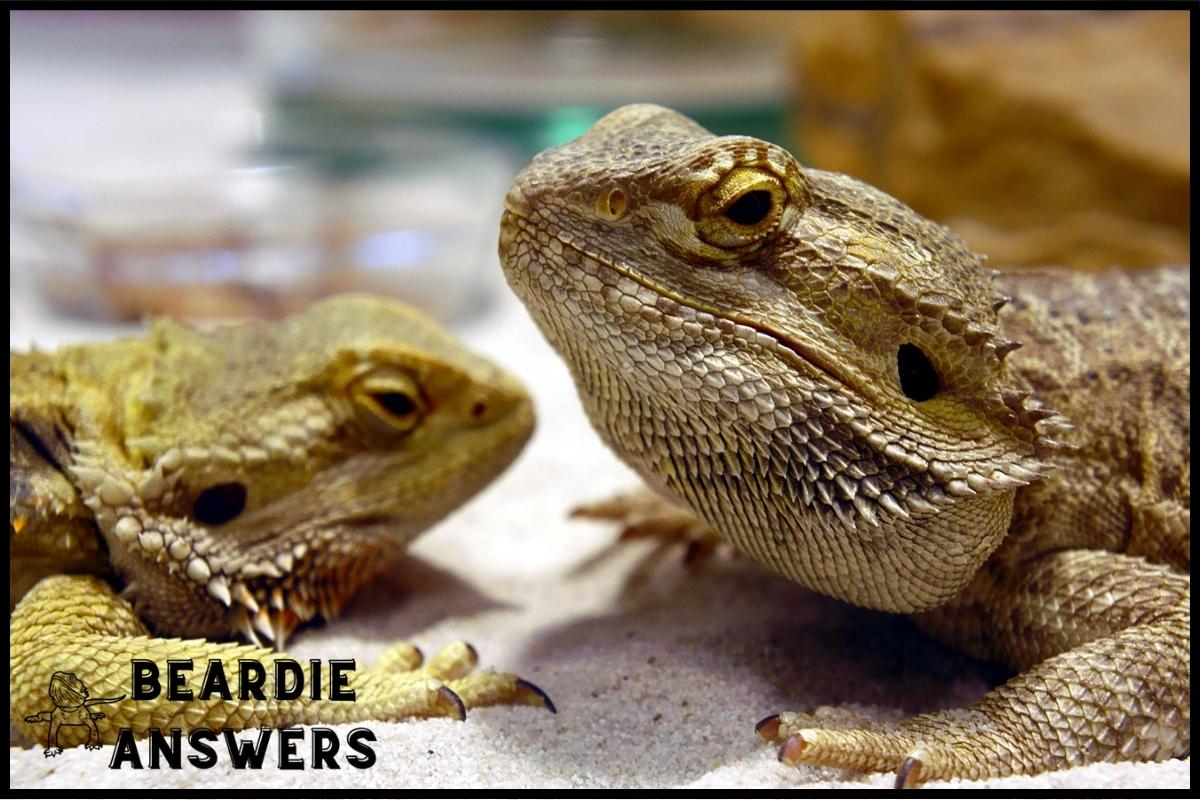 How Long Does It Take a Bearded Dragon to Grow? Growth Stages