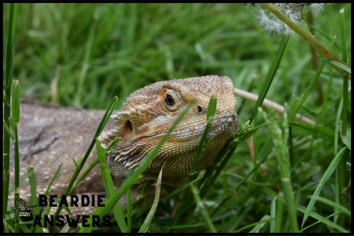 How Long Does It Take for Bearded Dragons to Grow? Growth Rate