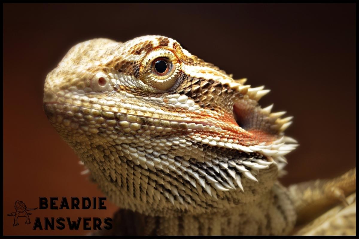 How Old Do Bearded Dragons Live? Lifespan Explained