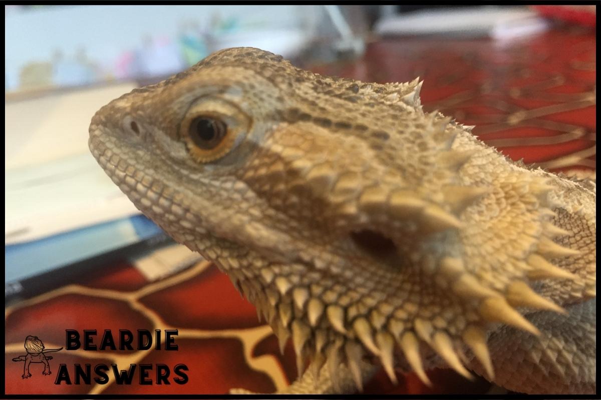 How to Cut a Bearded Dragon’s Nails: Step-by-Step Guide