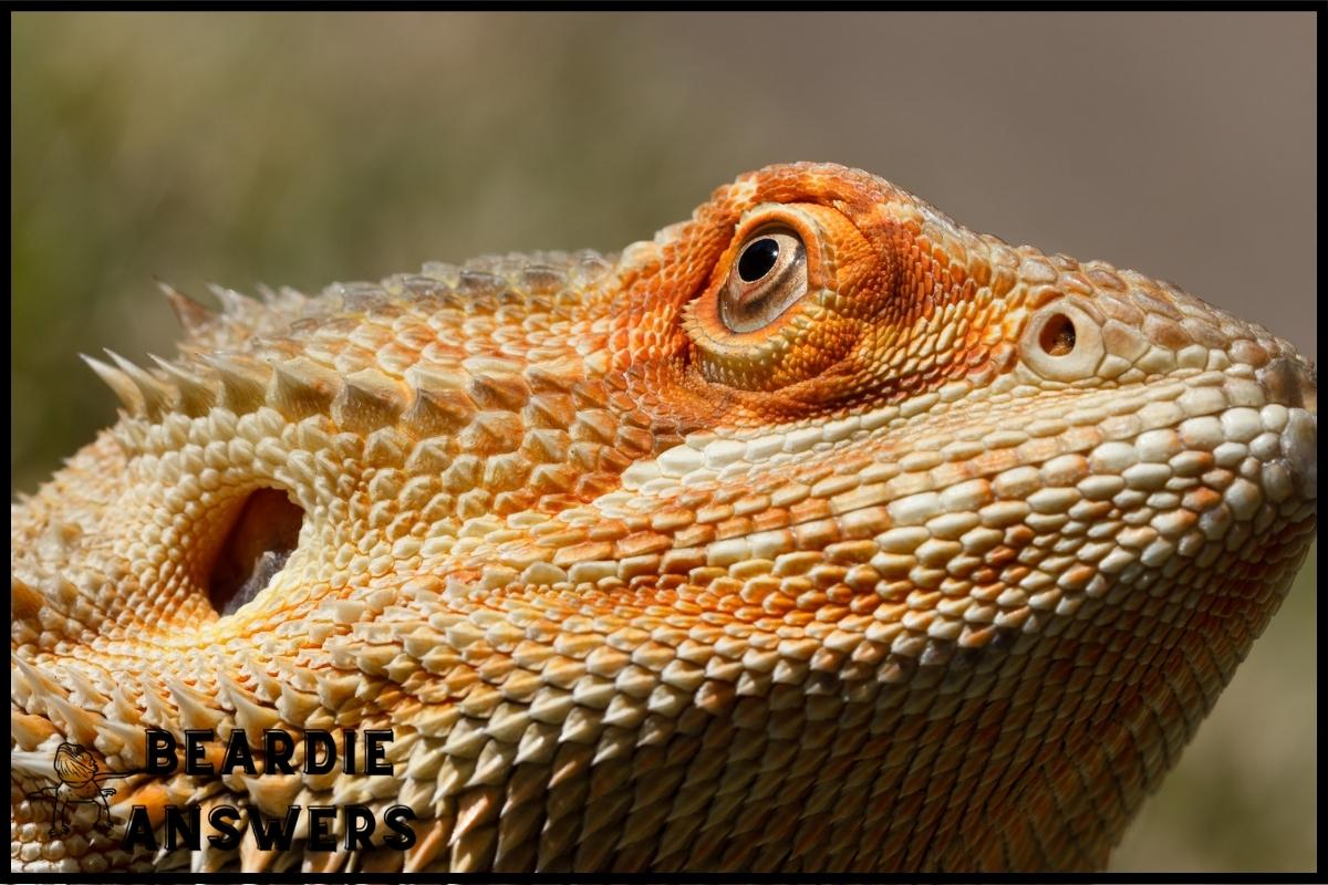 How to Give a Bearded Dragon a Bath: Step-by-Step Guide