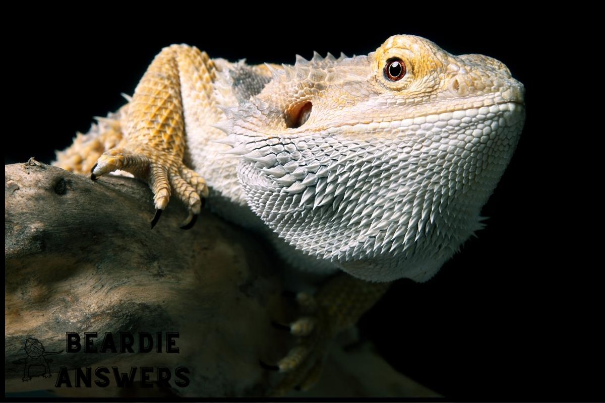 How to Handle Bearded Dragons? Safe and Effective Handling Tips