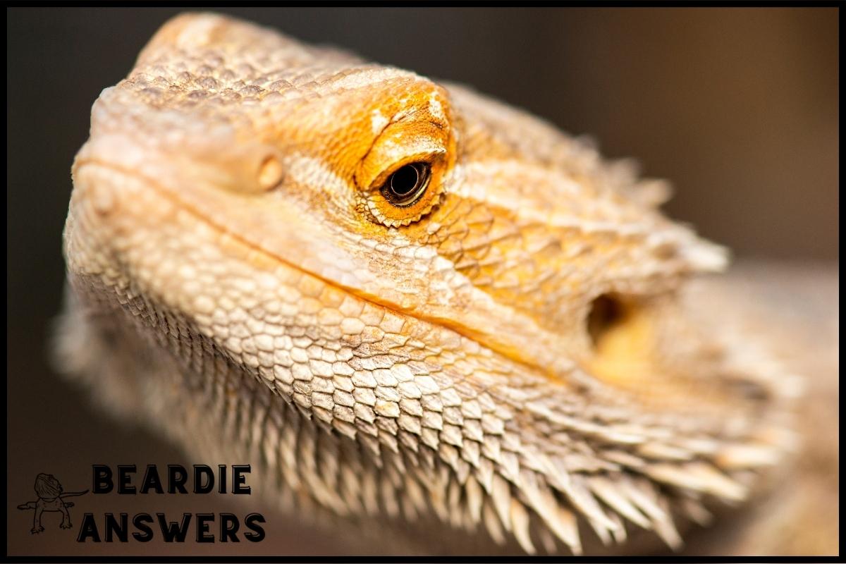 How to Take Care of a Bearded Dragon for Beginners: Tips & Tricks