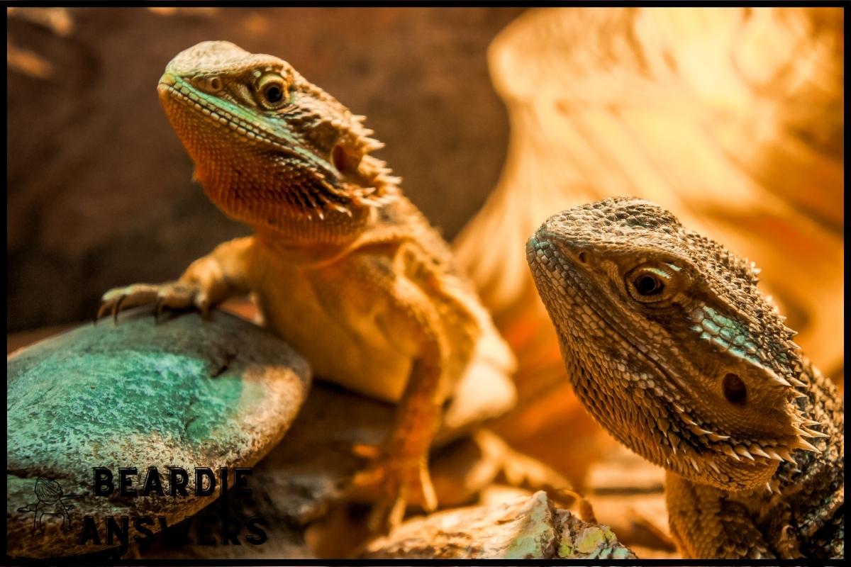 How to Tell if My Bearded Dragon is Sick: Warning Signs