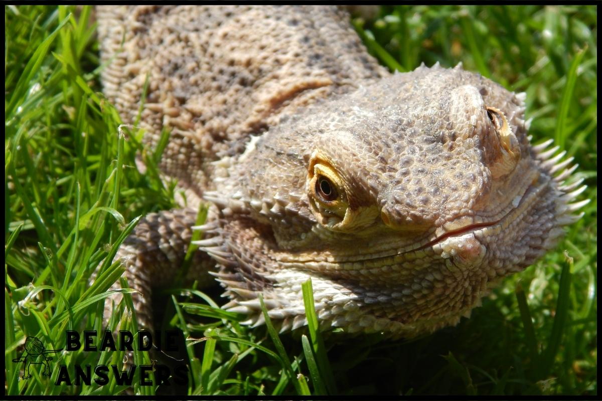 How to Transport a Bearded Dragon: Tips for Safe Travel