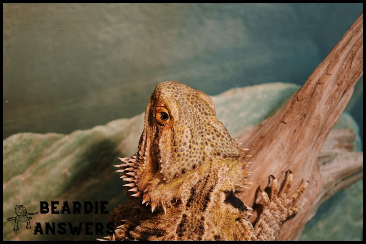 Obese Bearded Dragon: Causes, Risks & Weight Management