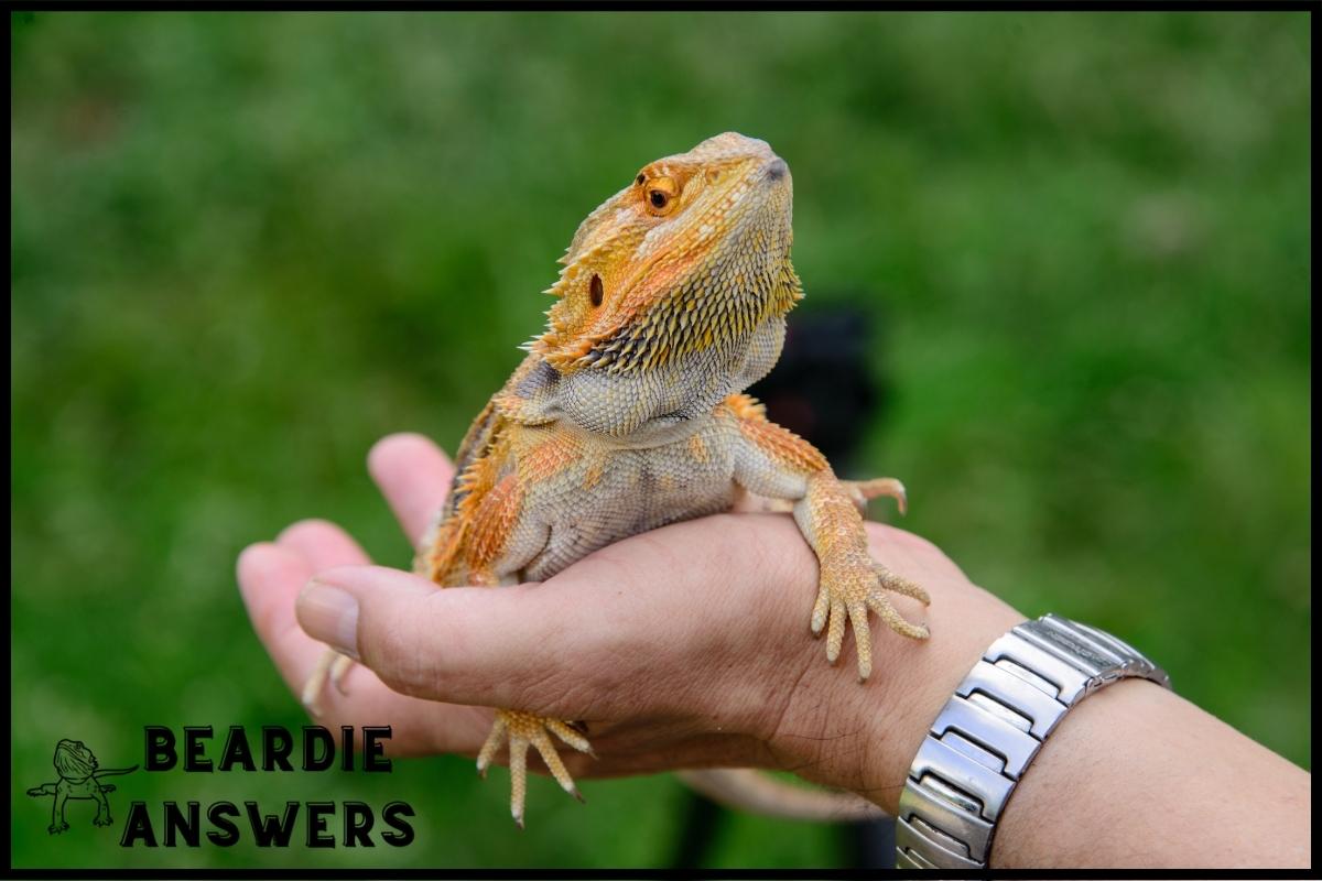 Sexing a Bearded Dragon: Male vs Female Physical Characteristics