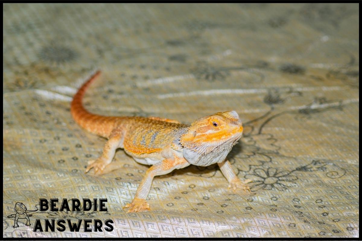 What Color Is a Bearded Dragon? Color Morphs and Varieties