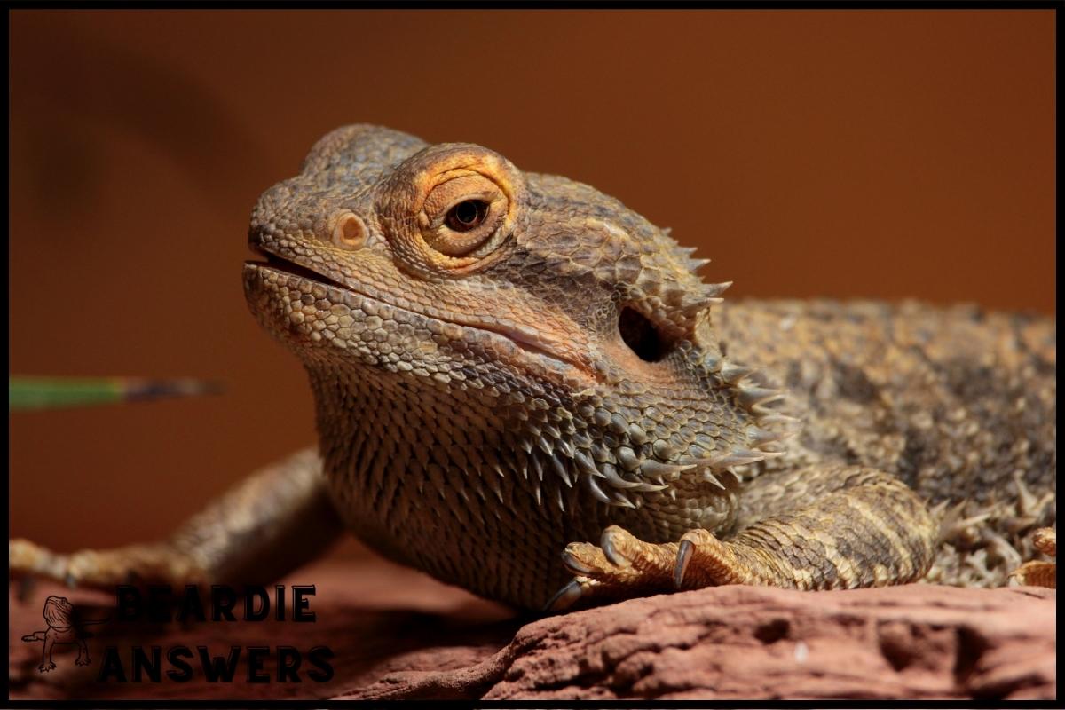 What Does a Bearded Dragon Need? Essential Care Guide