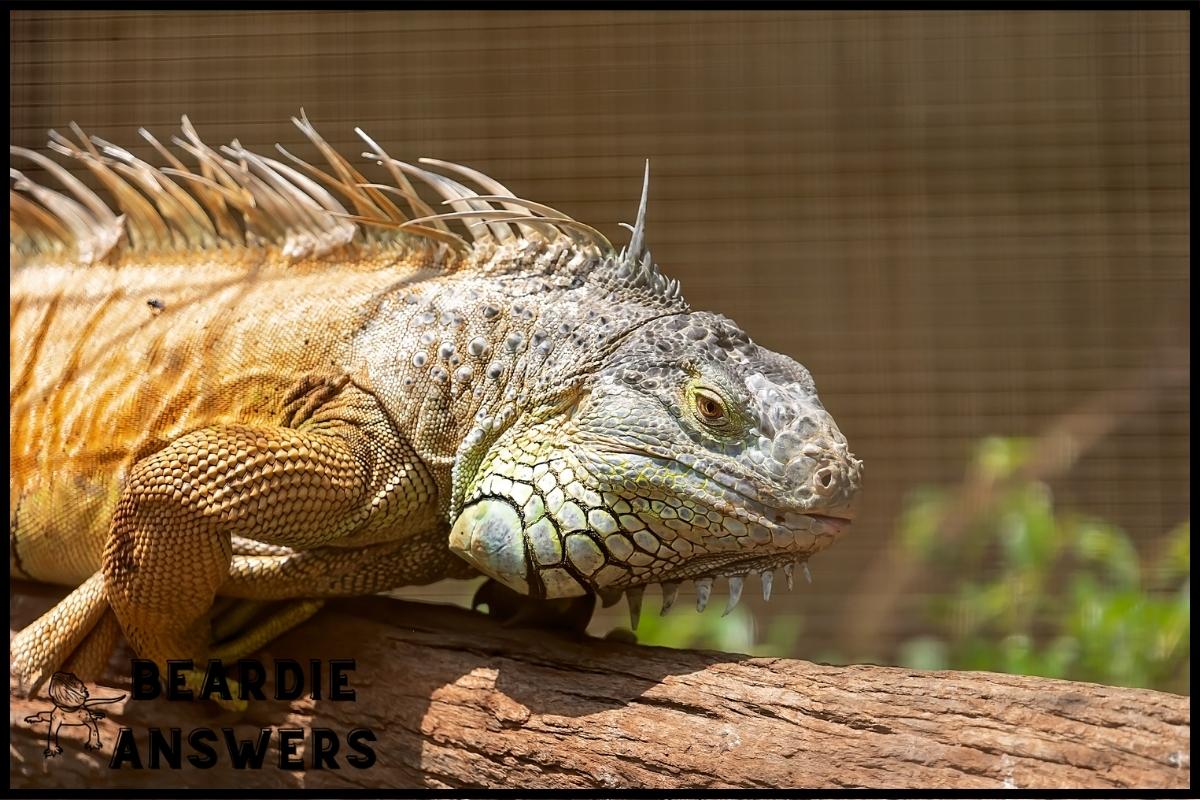 What Does Stuck Shed Look Like on a Bearded Dragon? Signs & Solutions