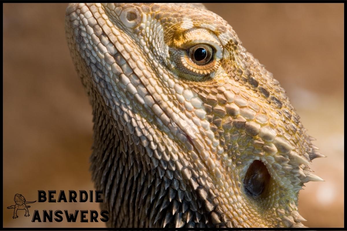 What Greens Do Bearded Dragons Eat? Vegetable Options