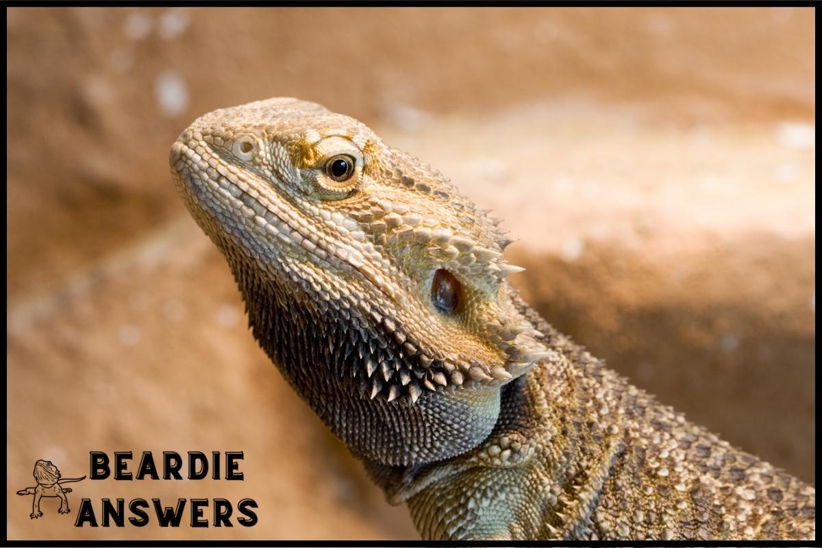 What to Feed Juvenile Bearded Dragons? Diet and Nutrition Tips