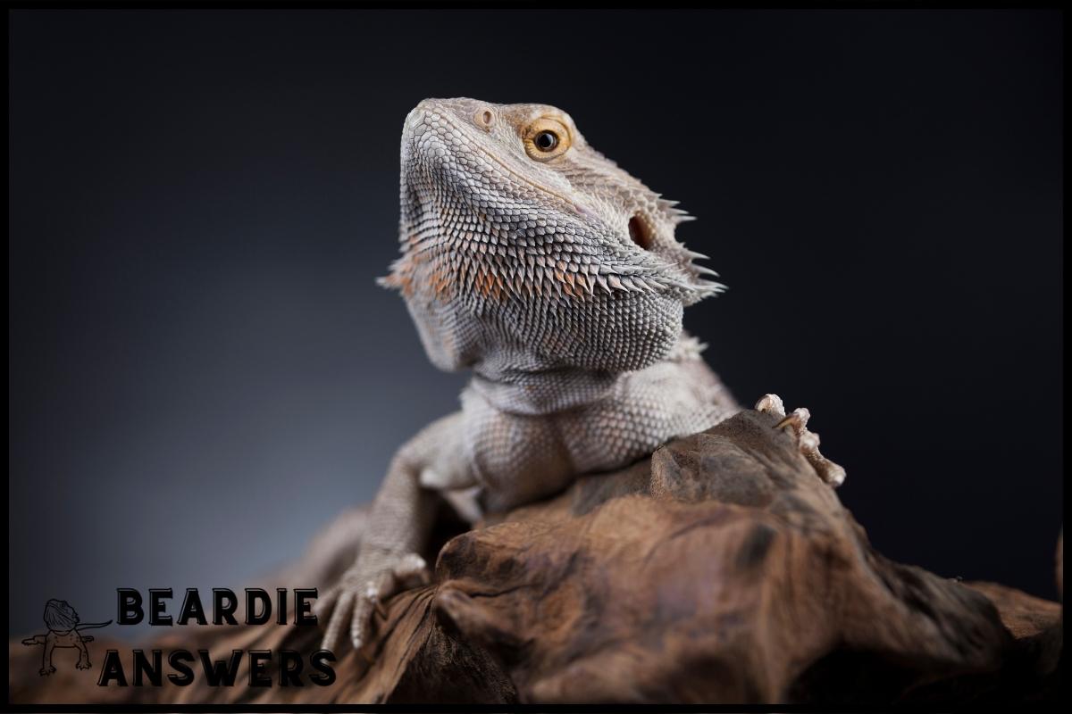 What Vegetables Can a Bearded Dragon Eat? Safe Greens List