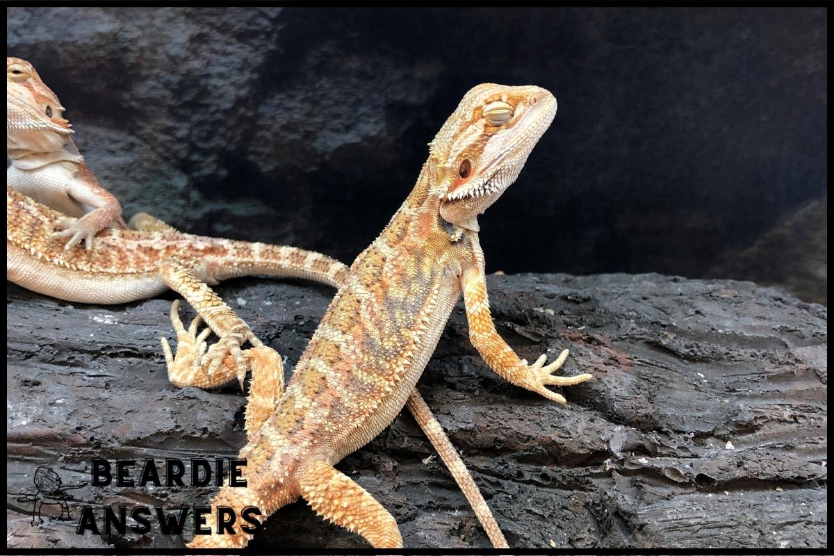 When Do Bearded Dragons Lay Eggs? Signs and Care Tips