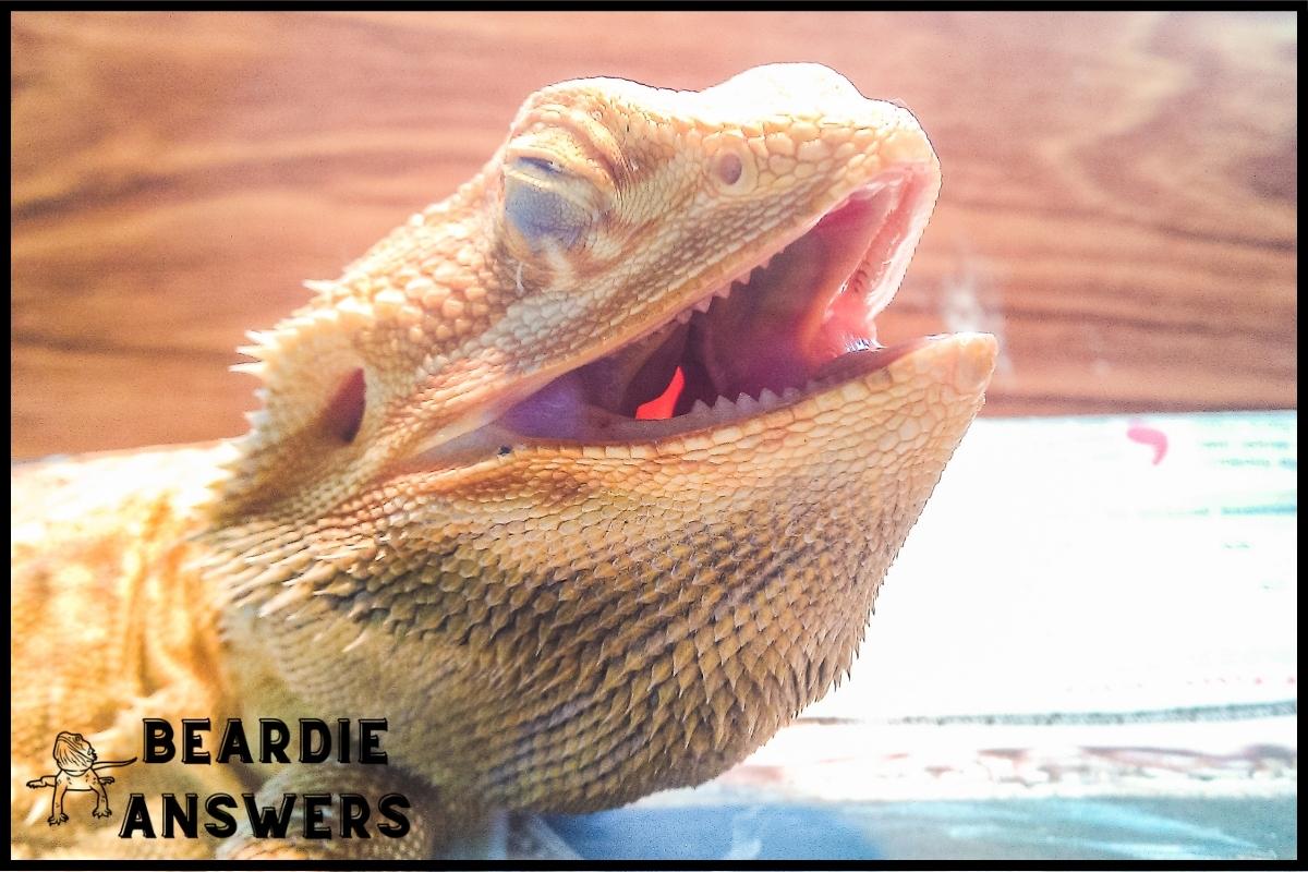 Why Is My Bearded Dragon Black? Causes and Concerns