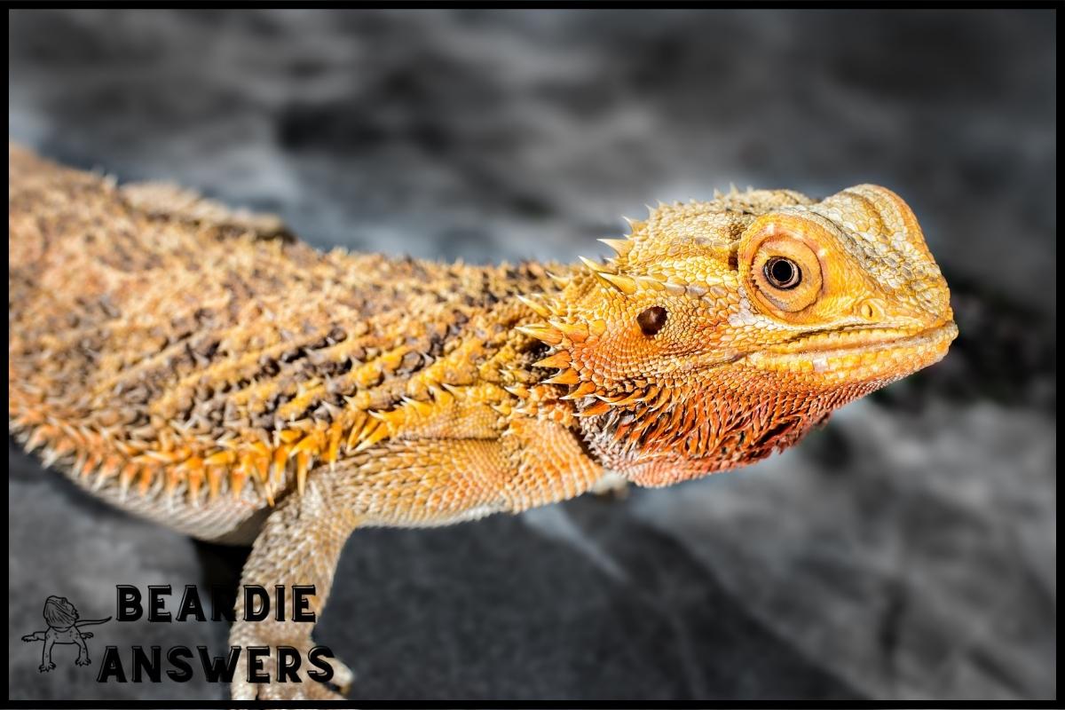 Why Is My Bearded Dragon’s Tail Black? Causes & Solutions