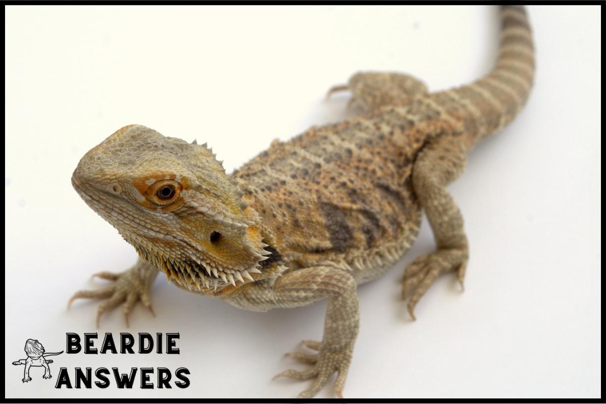 Zero Bearded Dragon Price: How Much Should You Pay?